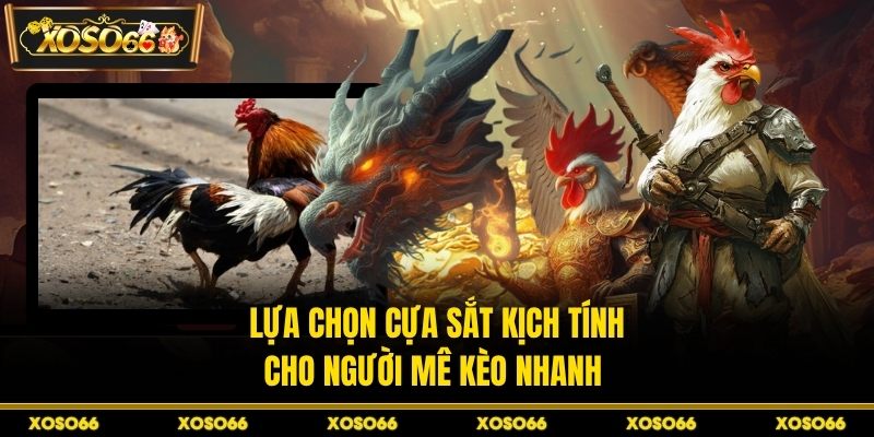 Lựa chọn cựa sắt kịch tính cho người mê kèo nhanh 